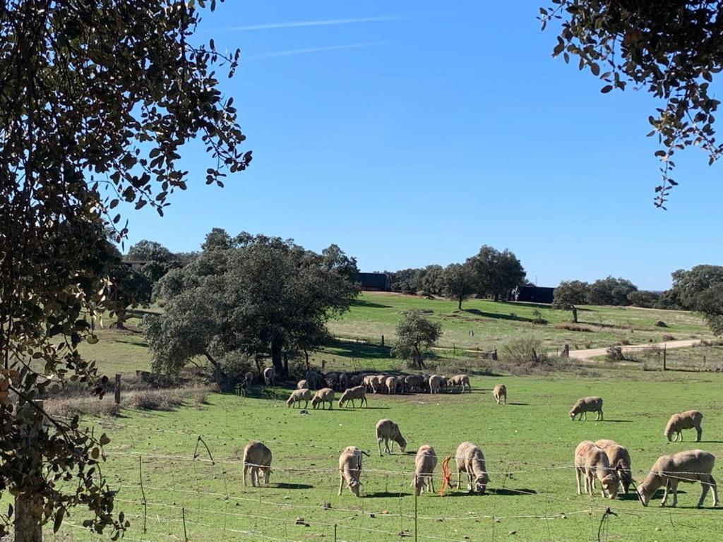 Casa Rural "El Carrasca" El Carrascalejo Kültér fotó